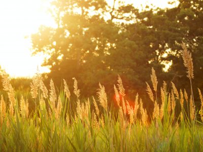 Літо-час для садочку Літо-час для садочку